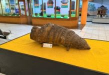 Museum Sang Nila Utama Pamerkan Mineral dan Fosil Langka