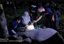 BBKSDA Riau Ungkap Penyebab Kematian Gajah Laila