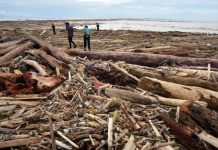 Anggota DPR Pesan Jangan Tebang Pilih Usut Gelondongan di Bencana Sumatera