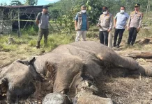 Polda Riau Selidiki Kematian Anak Gajah Liar Akibat Kaki Alami Infeksi di TN Tesso Nilo