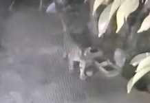 Mangsa Ternak, Harimau Sumatera Masuk Permukiman di Siak