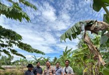 Dukung Ketahanan Pangan, Polsek KSKP Dumai Salurkan Pupuk untuk Kelompok Tani Jagung