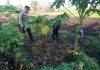 Pekarangan Produktif di Dumai Barat Jadi Contoh Dukungan Ketahanan Pangan Nasional