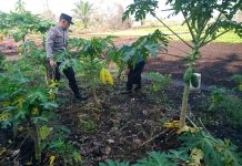 Pekarangan Produktif di Dumai Barat Jadi Contoh Dukungan Ketahanan Pangan Nasional