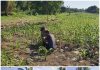 Dukung Ketahanan Pangan Nasional, Kapolsek KSKP Dumai Tinjau Perkembangan Tanaman Jagung