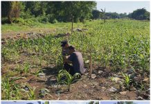 Dukung Ketahanan Pangan Nasional, Kapolsek KSKP Dumai Tinjau Perkembangan Tanaman Jagung