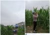 Polsek KSKP Dumai Intensif Dampingi Petani Jagung untuk Sukseskan Ketahanan Pangan Nasional