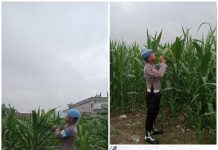 Polsek KSKP Dumai Intensif Dampingi Petani Jagung untuk Sukseskan Ketahanan Pangan Nasional