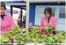 Perkuat Ketahanan Pangan, Bhayangkari Polsek KSKP Polres Dumai Kembangkan Budidaya Hidroponik