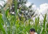 Polsek KSKP Dumai Intensif Dampingi Petani, Pertumbuhan Jagung Terus Dipantau