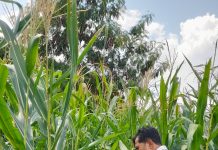 Polsek KSKP Dumai Intensif Dampingi Petani, Pertumbuhan Jagung Terus Dipantau
