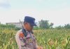Polsek KSKP Dumai Pantau Pertumbuhan Jagung