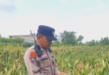Polsek KSKP Dumai Pantau Pertumbuhan Jagung