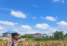 Dukung Ketahanan Pangan, Polsek KSKP Dumai Pantau Tanaman Jagung