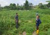 Polsek KSKP Dumai Siapkan Lahan 0,5 Hektare untuk Tanaman Jagung Pipil