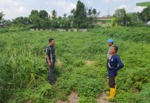 Polsek KSKP Dumai Siapkan Lahan 0,5 Hektare untuk Tanaman Jagung Pipil